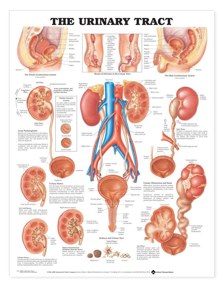 The Urinary Tract System Chart MedWest Medical Supplies