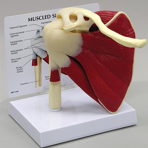 Muscled Shoulder Joint Model Medwest Medical Supplies
