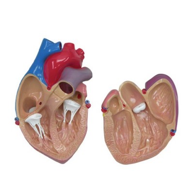 Cutaway Heart Model - MedWest Medical Supplies