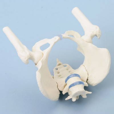 Female Pelvis Model With Femur Heads - MedWest Medical Supplies