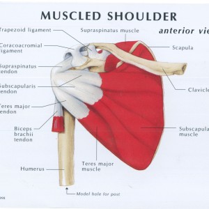 Muscled Shoulder Joint Model - MedWest Medical Supplies